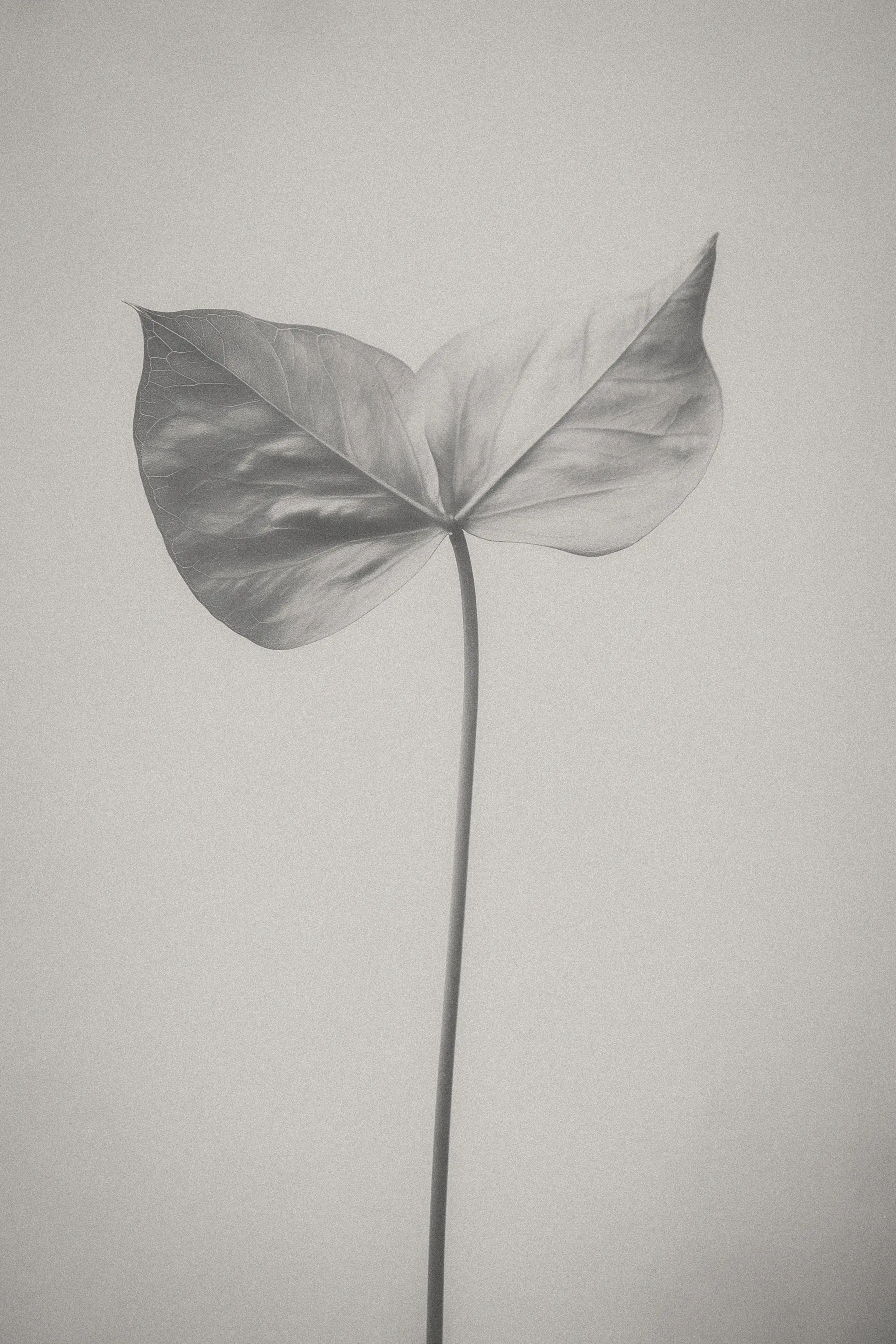 A single leaf with a distinct shape standing tall on a slender stem against a light background.